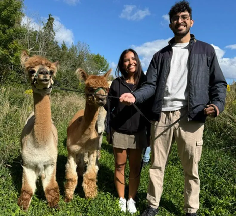 Alpine Ridge Alpacas