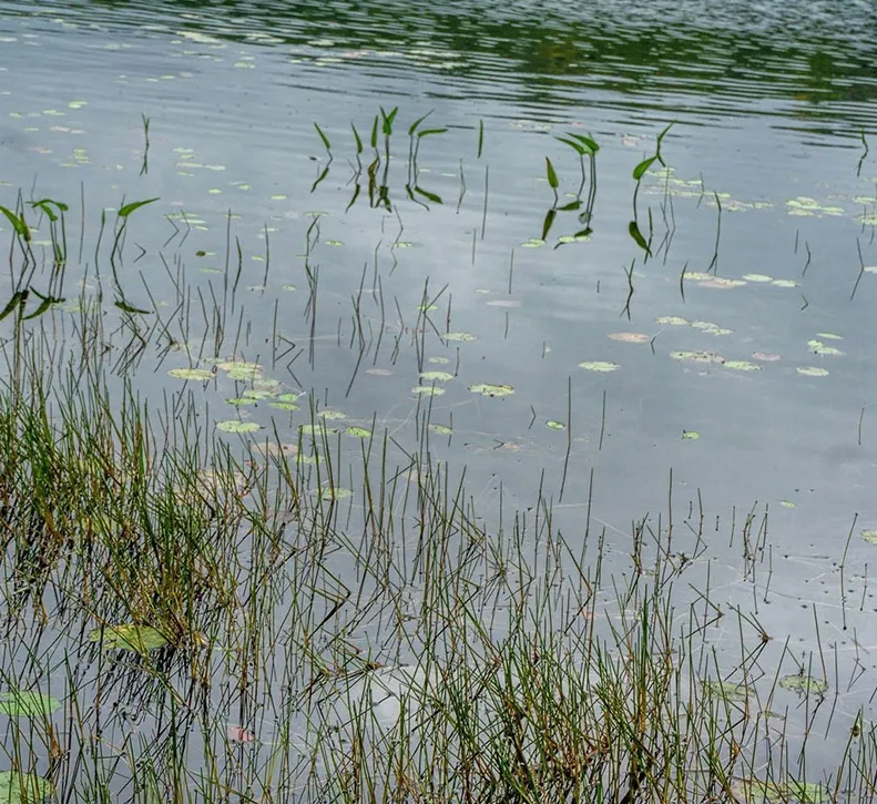 Bognor Marsh Management Area