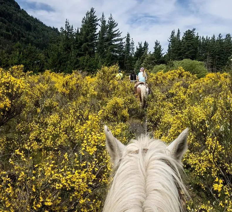 Windsong Ranch